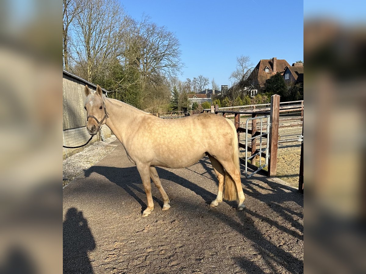 German Riding Pony Mare 14 years 14,2 hh Palomino in Wuppertal