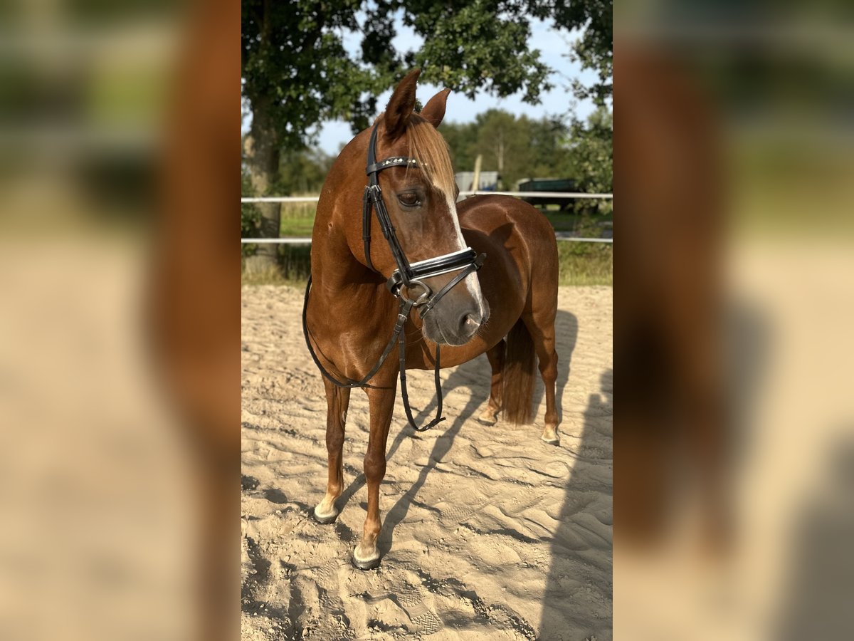 German Riding Pony Mare 14 years 14 hh Chestnut-Red in Apen