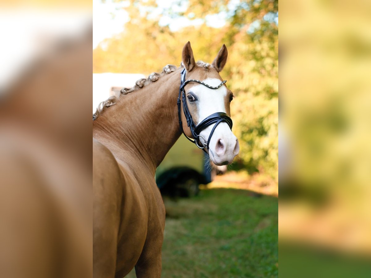 German Riding Pony Mare 14 years 14 hh in Stromberg