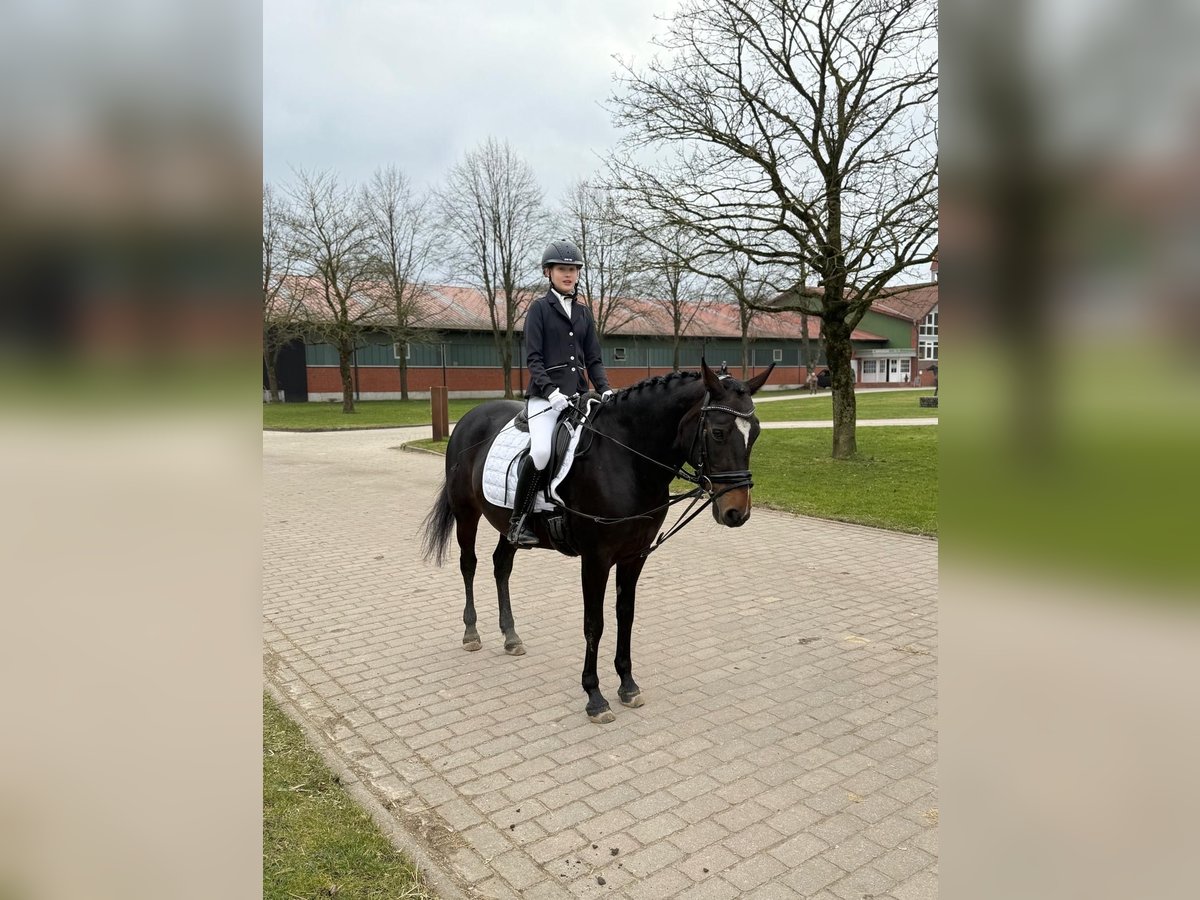 German Riding Pony Mix Mare 14 years 14,1 hh Bay-Dark in Hamburg Lemsahl-Mellingstedt