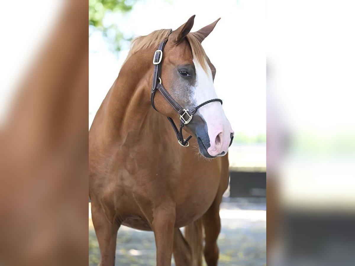 German Riding Pony Mare 14 years 14,1 hh Chestnut-Red in Vettweiß