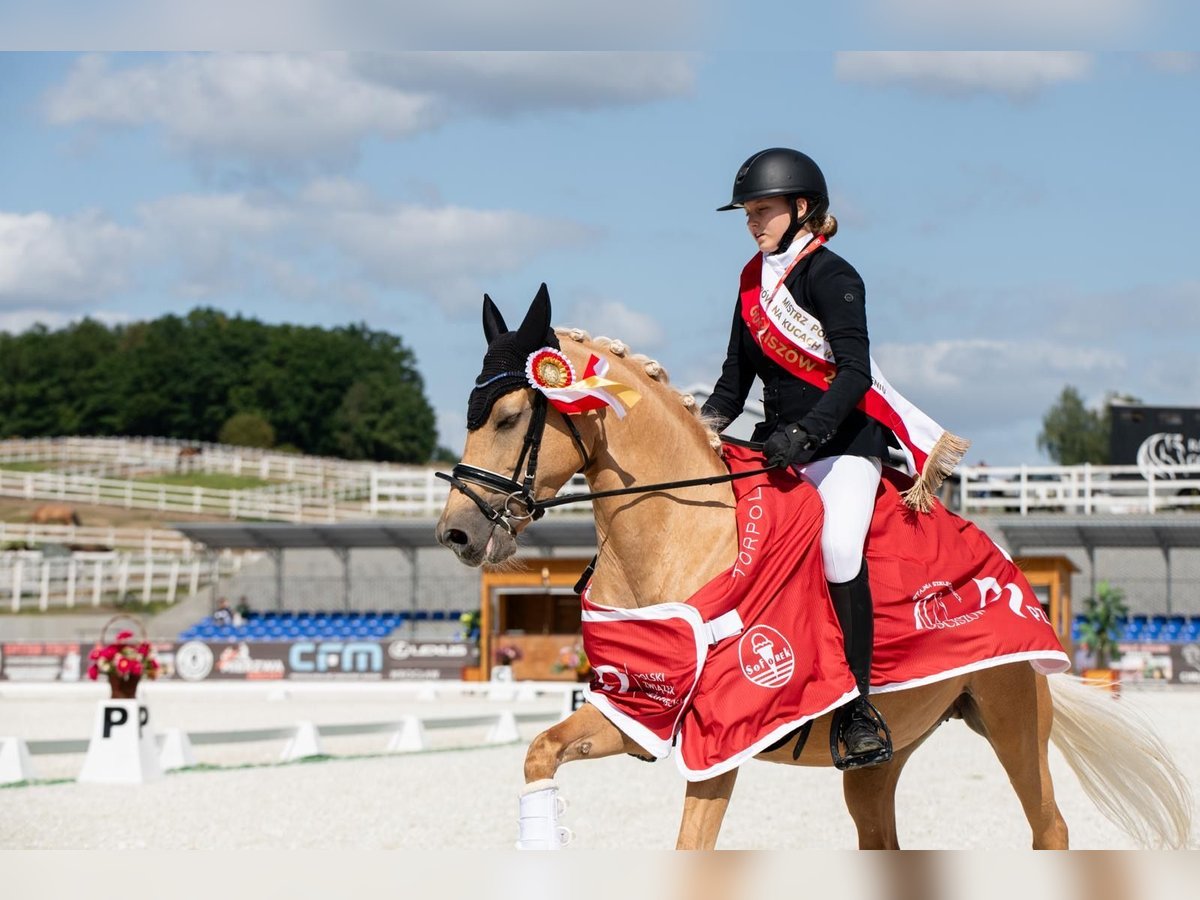 German Riding Pony Mare 14 years 14,1 hh Palomino in Bar&#x142;omino