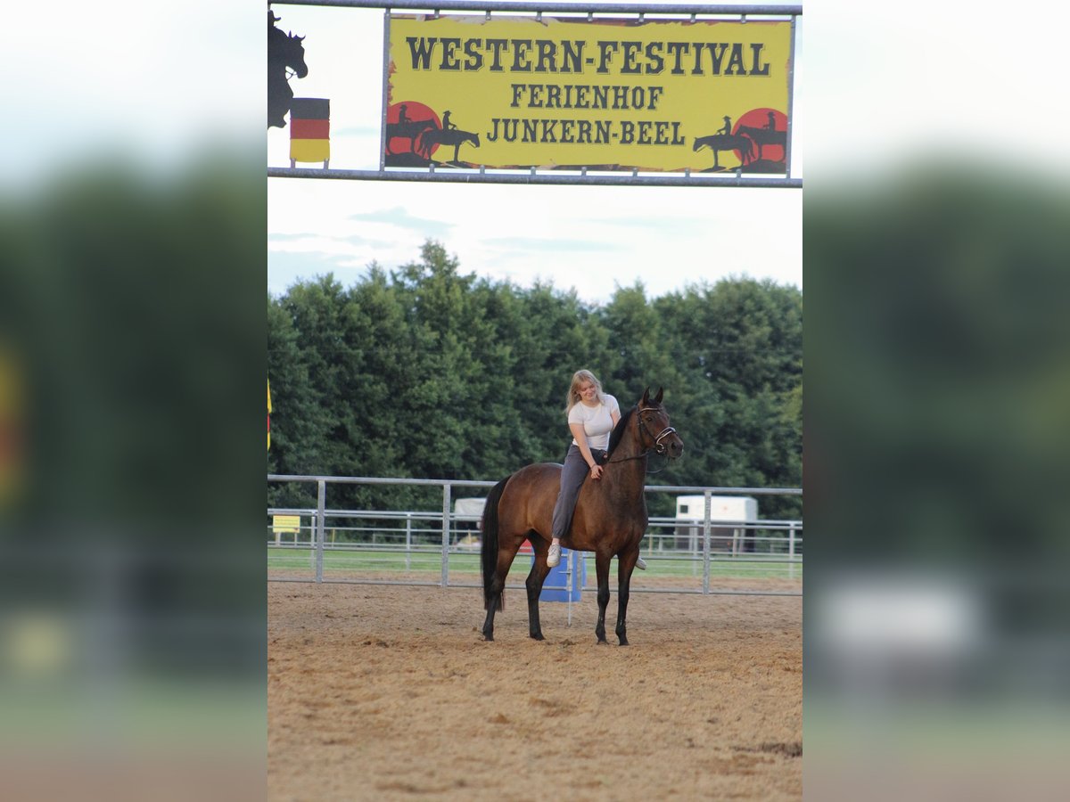 German Riding Pony Mare 14 years 15 hh Brown in Cloppenburg