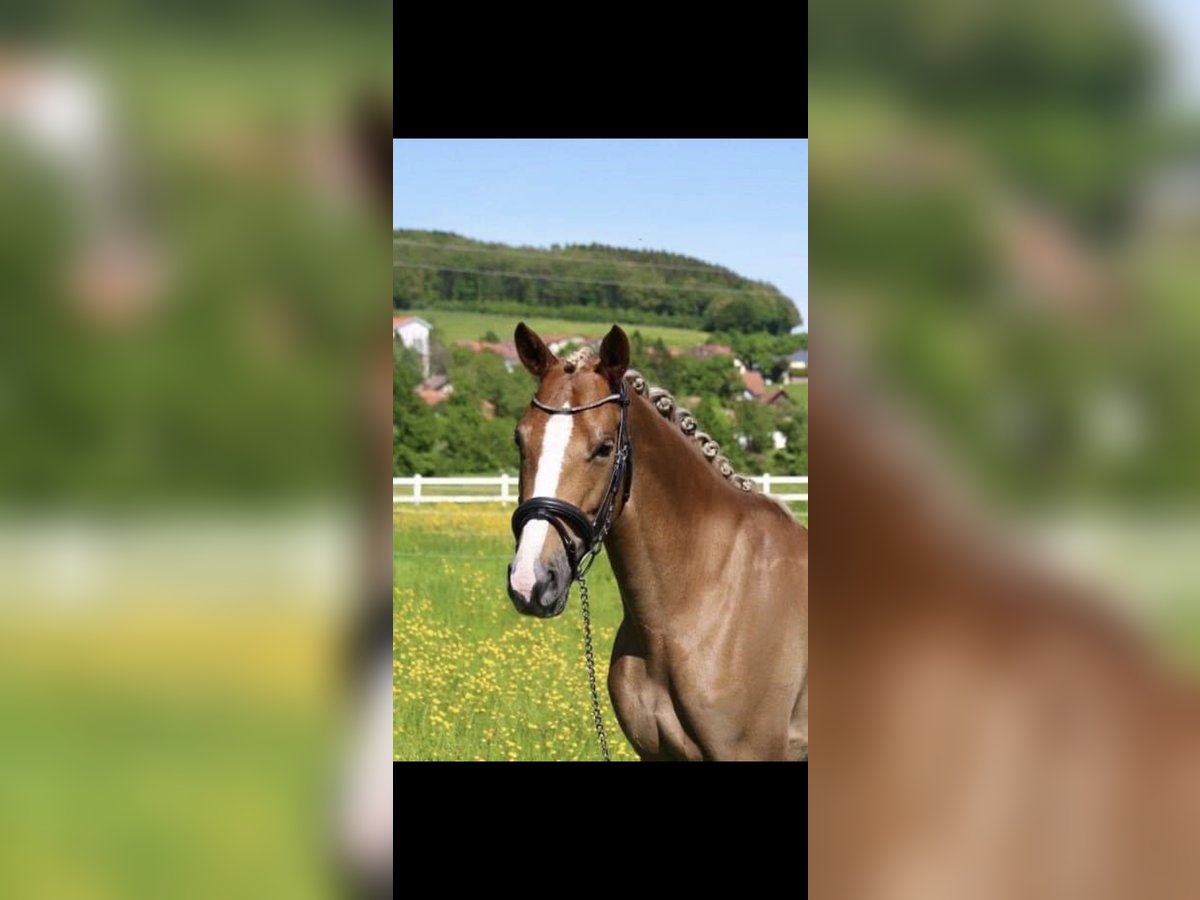 German Riding Pony Mare 14 years Chestnut-Red in Großenkneten