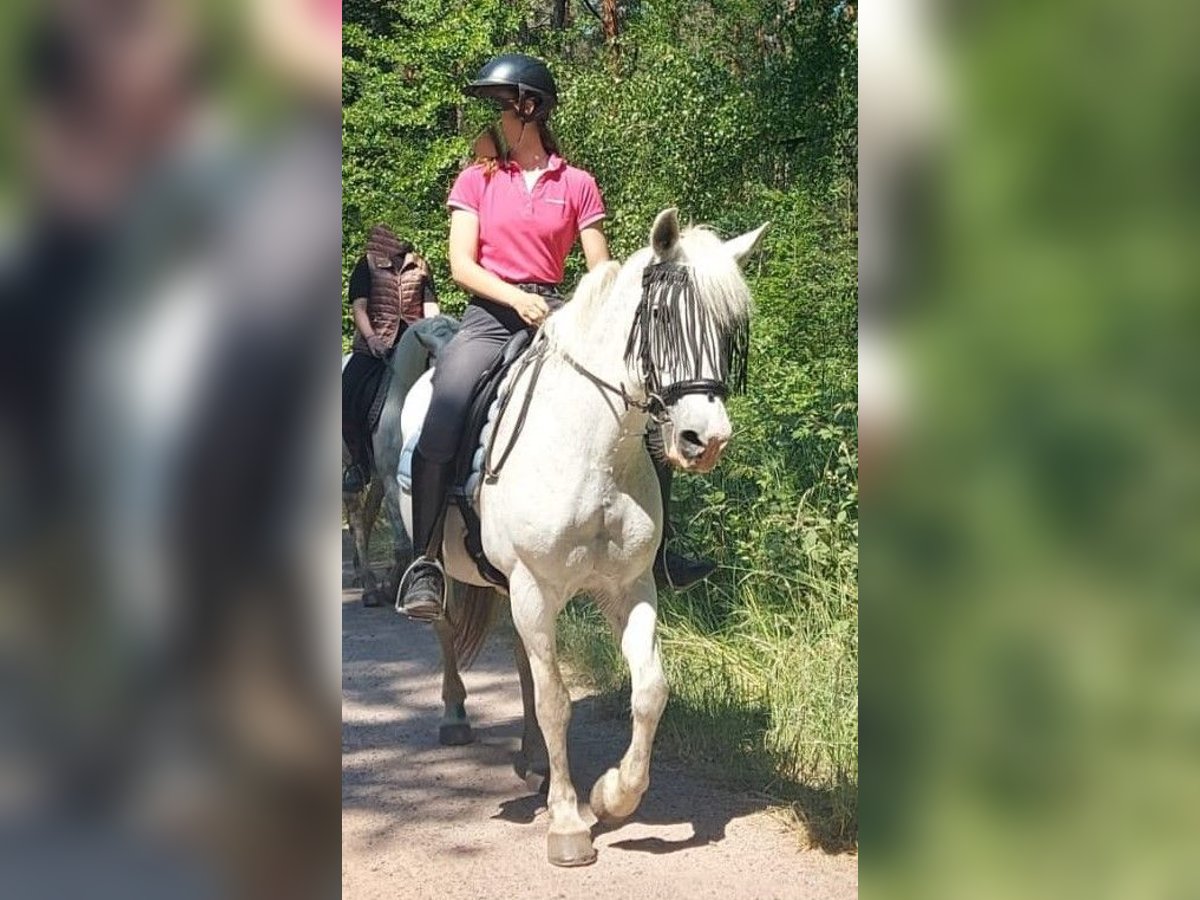 German Riding Pony Mare 15 years 13,2 hh Pinto in Haßloch