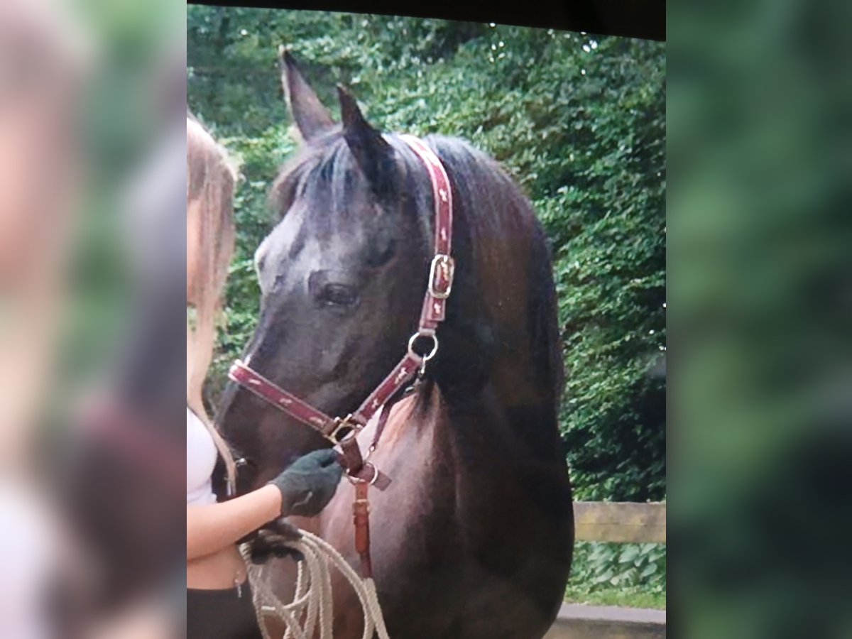 German Riding Pony Mare 15 years 13,3 hh Black in Lotte