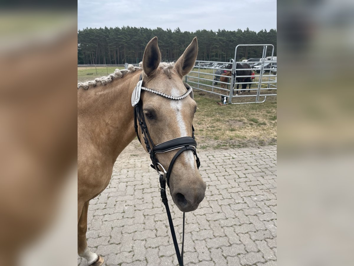 German Riding Pony Mare 15 years 14,1 hh Palomino in Born a. Darß