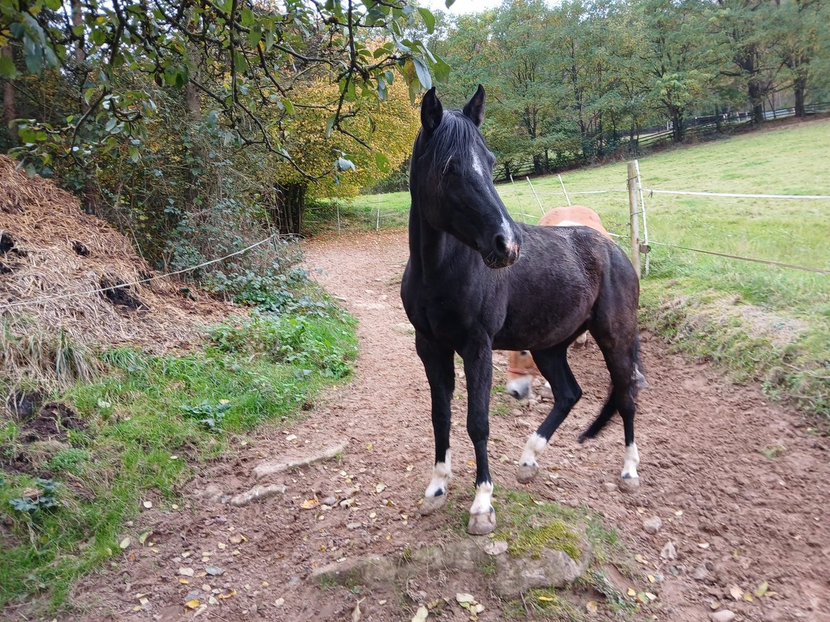 German Riding Pony Mare 15 years 14,1 hh Smoky-Black in Amorbach