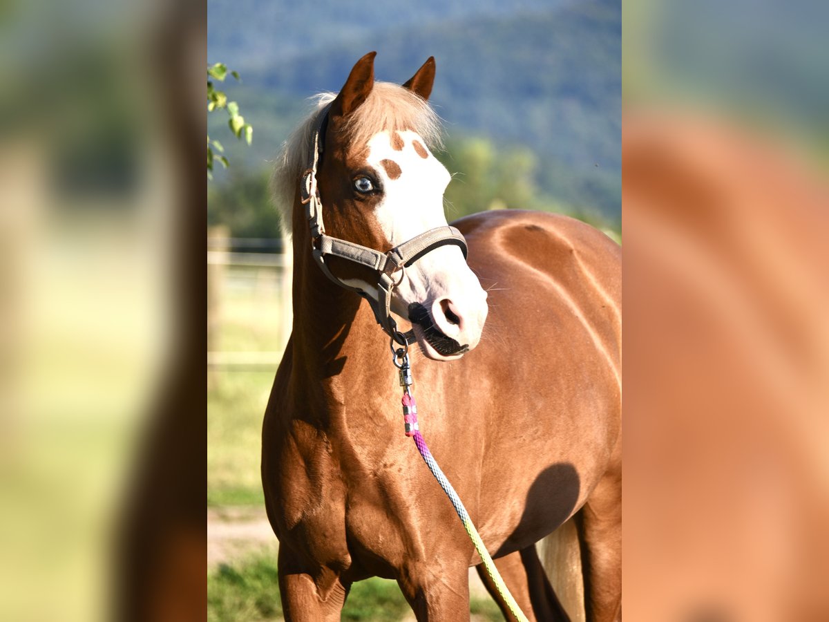 German Riding Pony Mare 15 years 14 hh Chestnut-Red in Gundelfingen