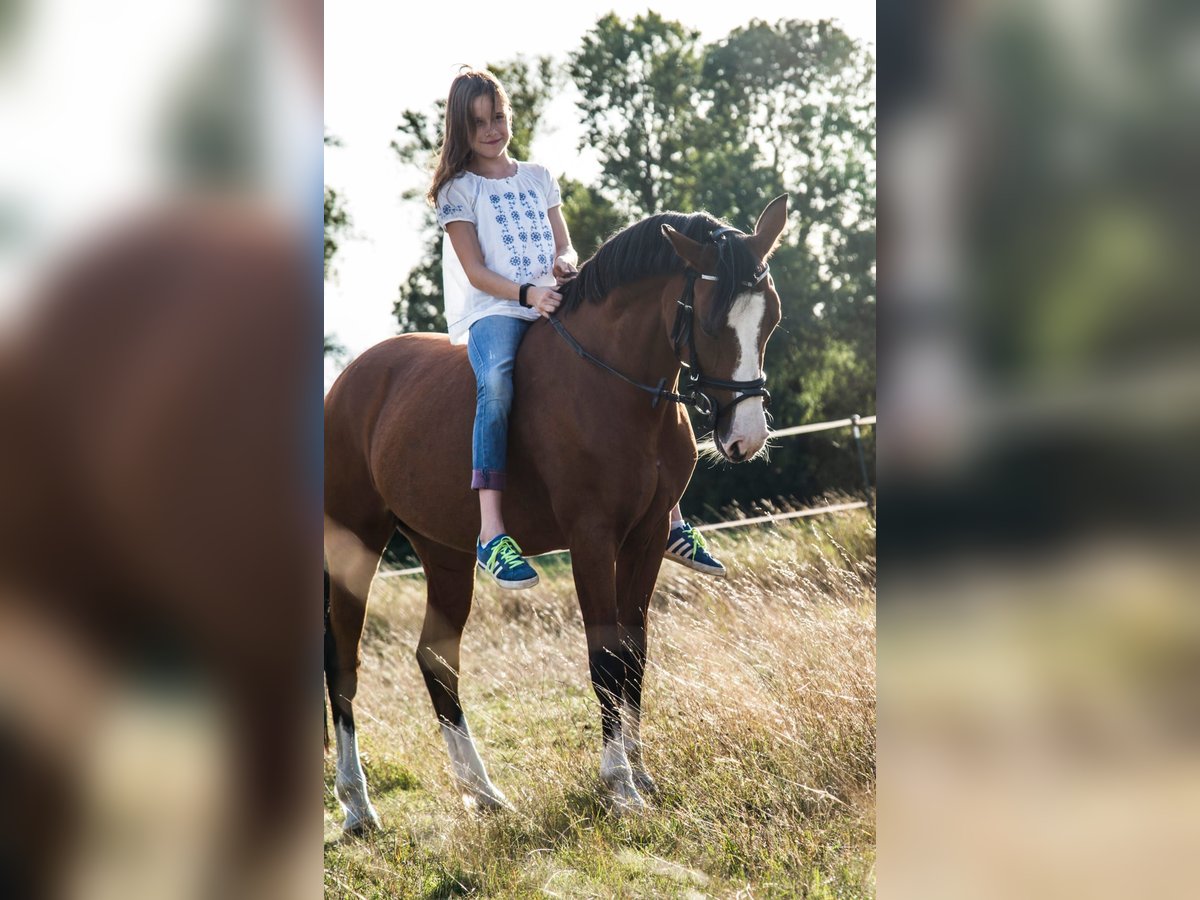 German Riding Pony Mare 15 years 14,1 hh Brown in Heringen