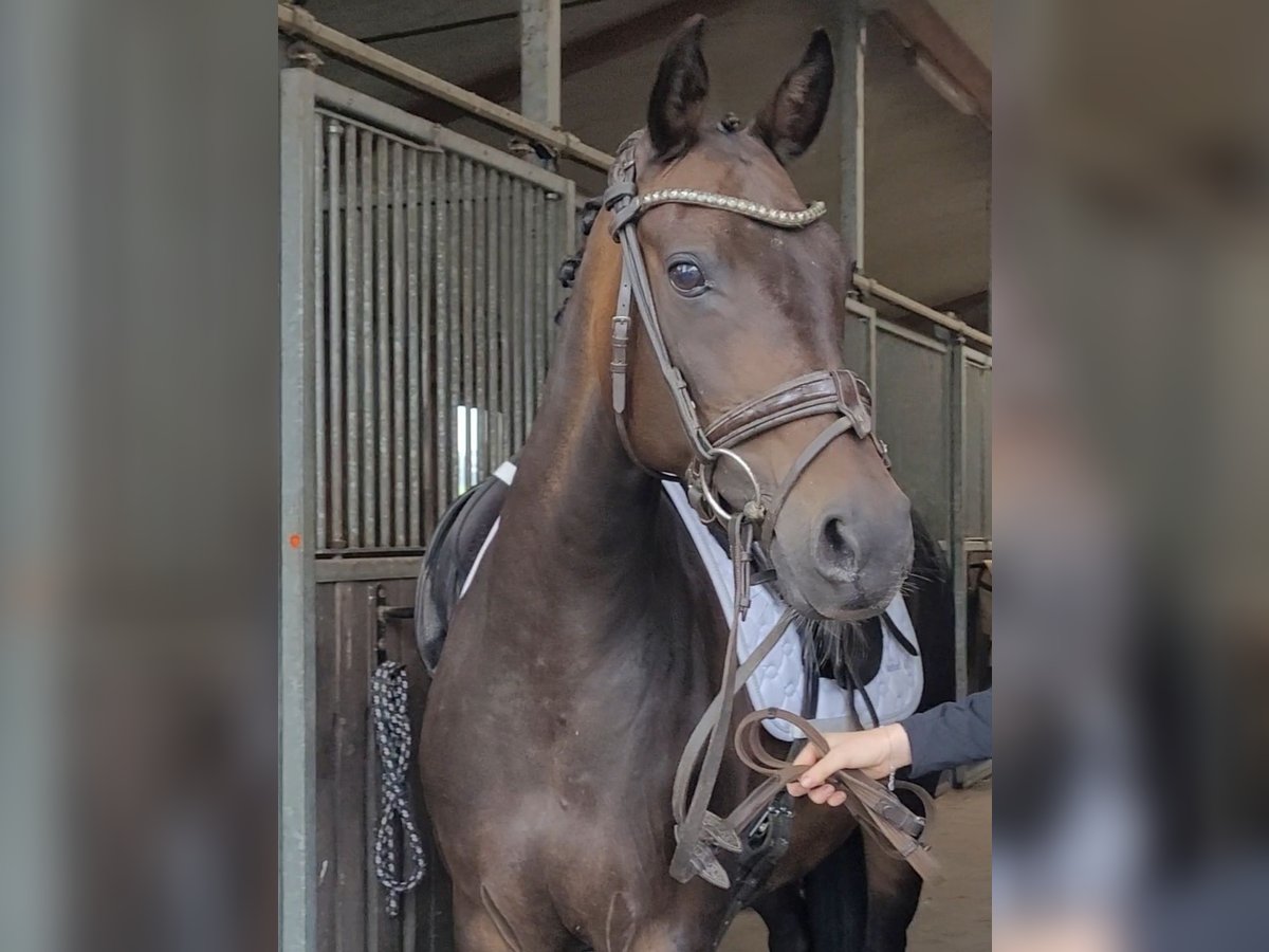 German Riding Pony Mare 15 years 14,2 hh Bay-Dark in Handorf