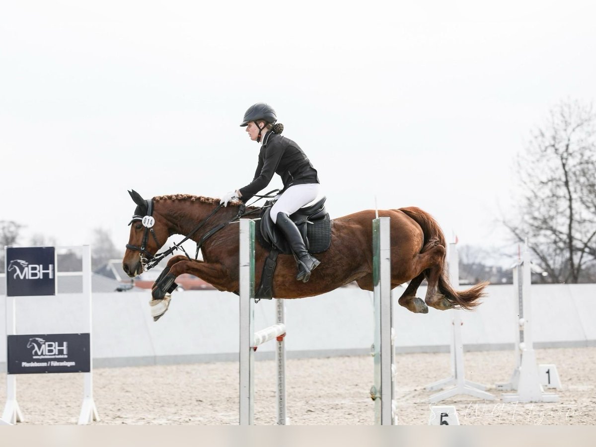 German Riding Pony Mare 15 years 14,2 hh Chestnut-Red in Golmsdorf