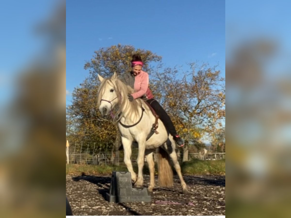 German Riding Pony Mix Mare 16 years 13,1 hh Gray in Neunkirchen