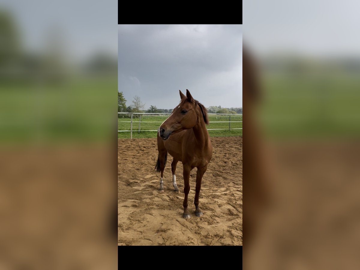 German Riding Pony Mare 16 years 13,2 hh Chestnut-Red in Hattstedt