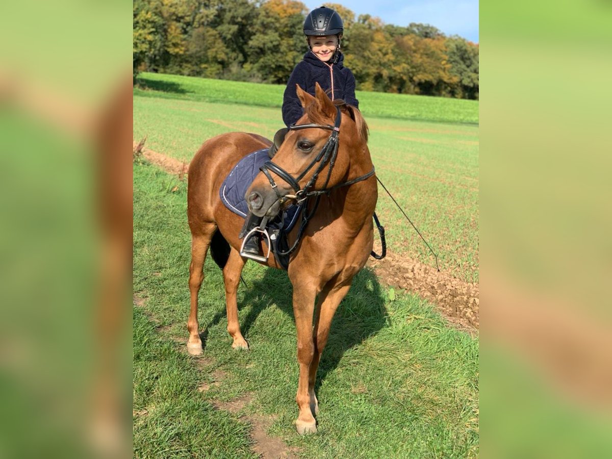 German Riding Pony Mare 16 years 13,3 hh Chestnut-Red in Langenselboldlbold German Riding Pony Mare 16 years 13,3 hh Chestnut-Red in Langenselboldlbold