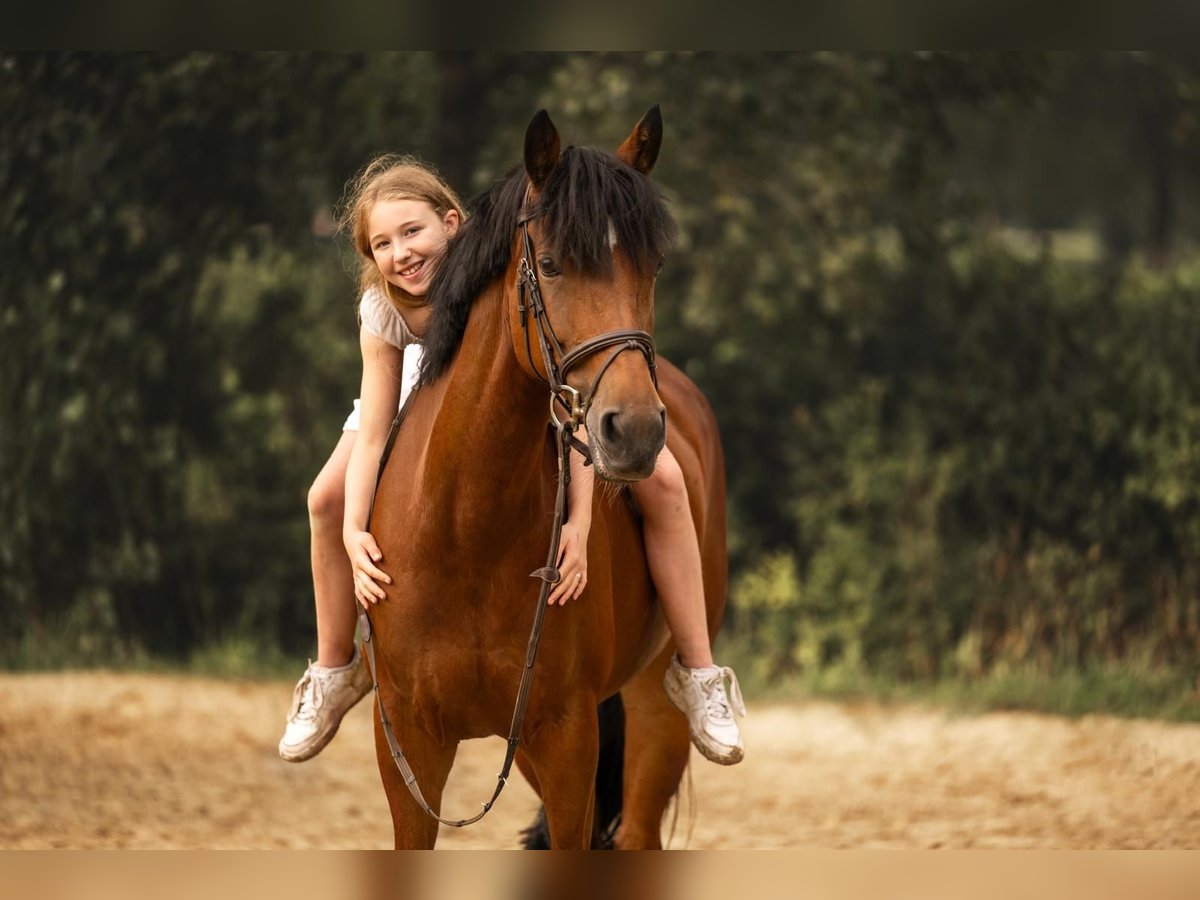 German Riding Pony Mare 16 years 14,2 hh Brown in Willich