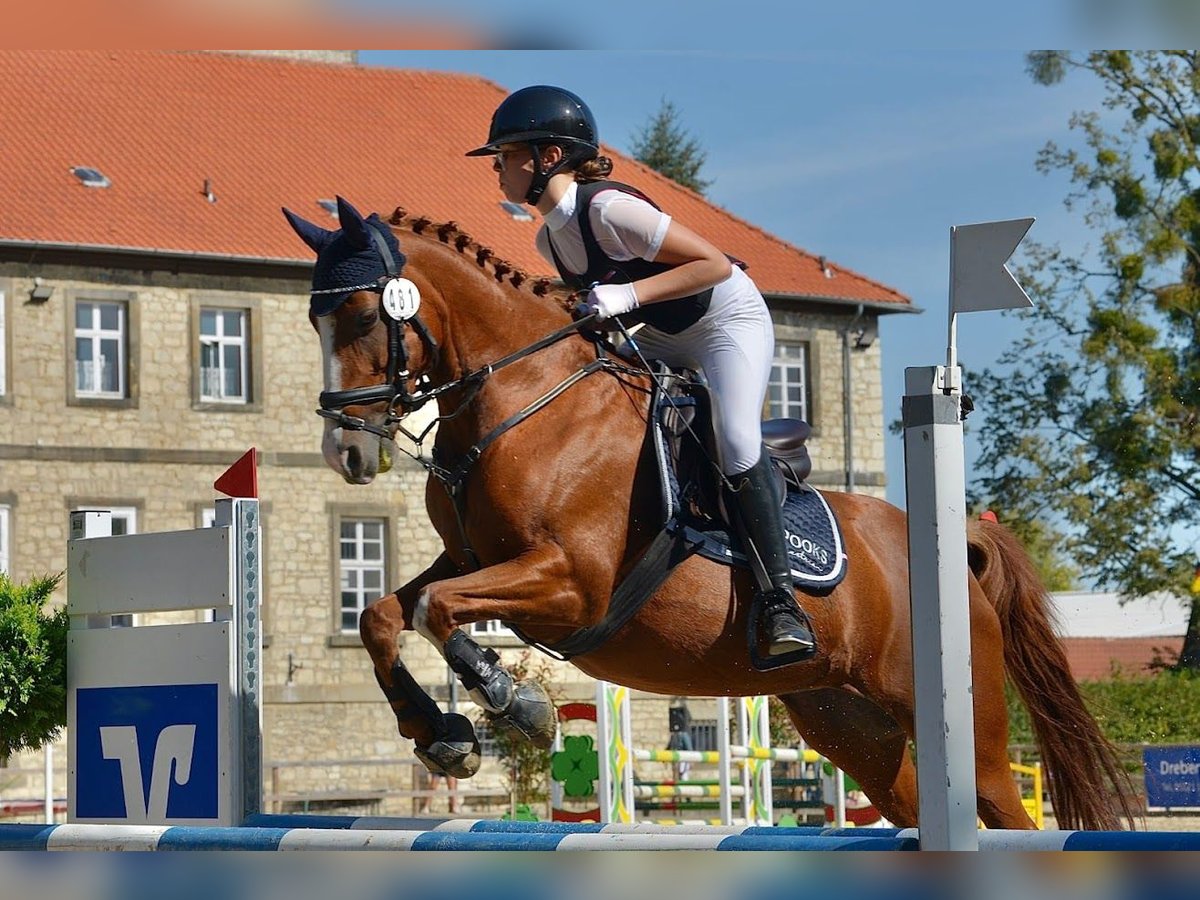 German Riding Pony Mare 16 years 14 hh Chestnut-Red in Cremlingen German Riding Pony Mare 16 years 14 hh Chestnut-Red in Cremlingen