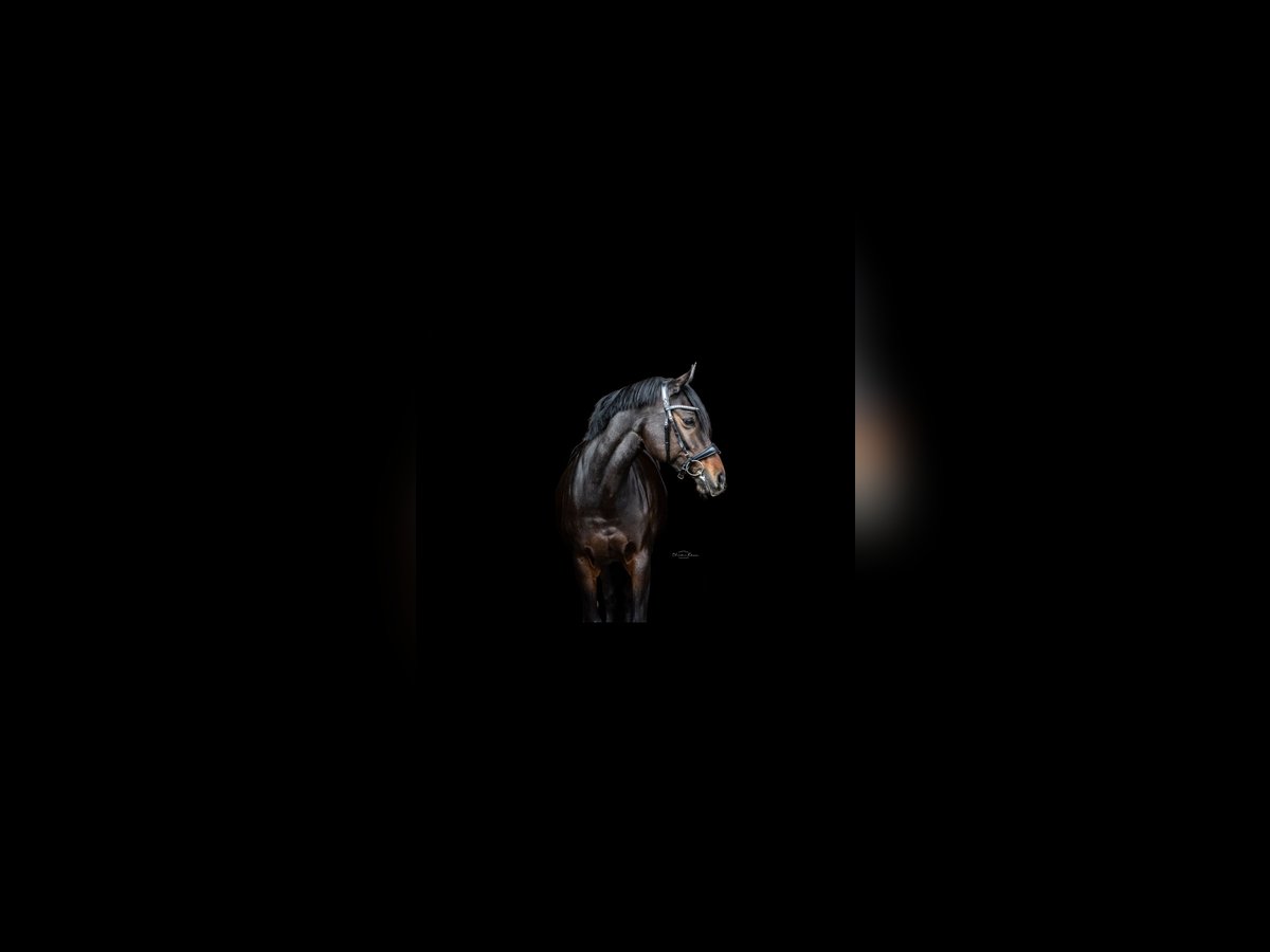 German Riding Pony Mare 16 years 14,3 hh Bay-Dark in Heidesheim am Rhein