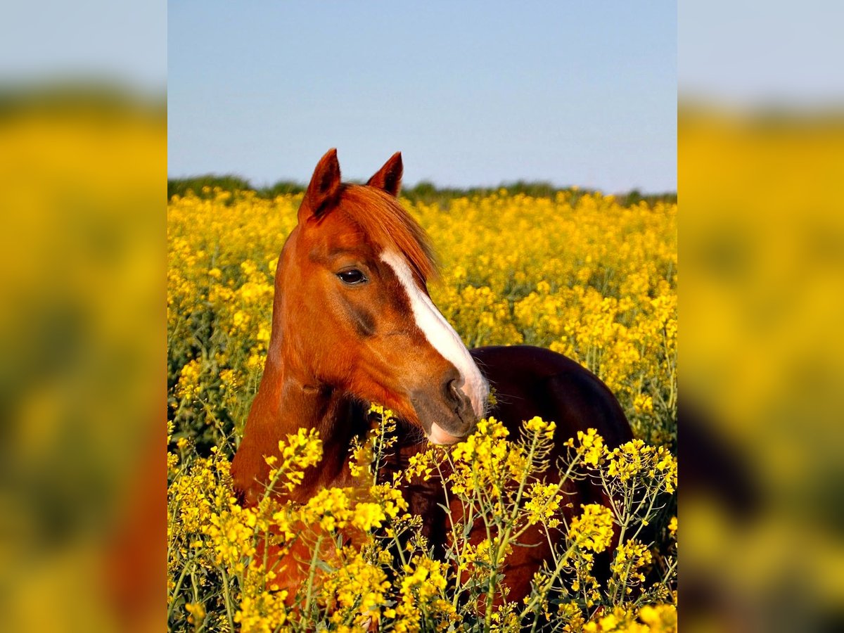 German Riding Pony Mix Mare 17 years 12,1 hh Chestnut-Red in Rommerskirchen