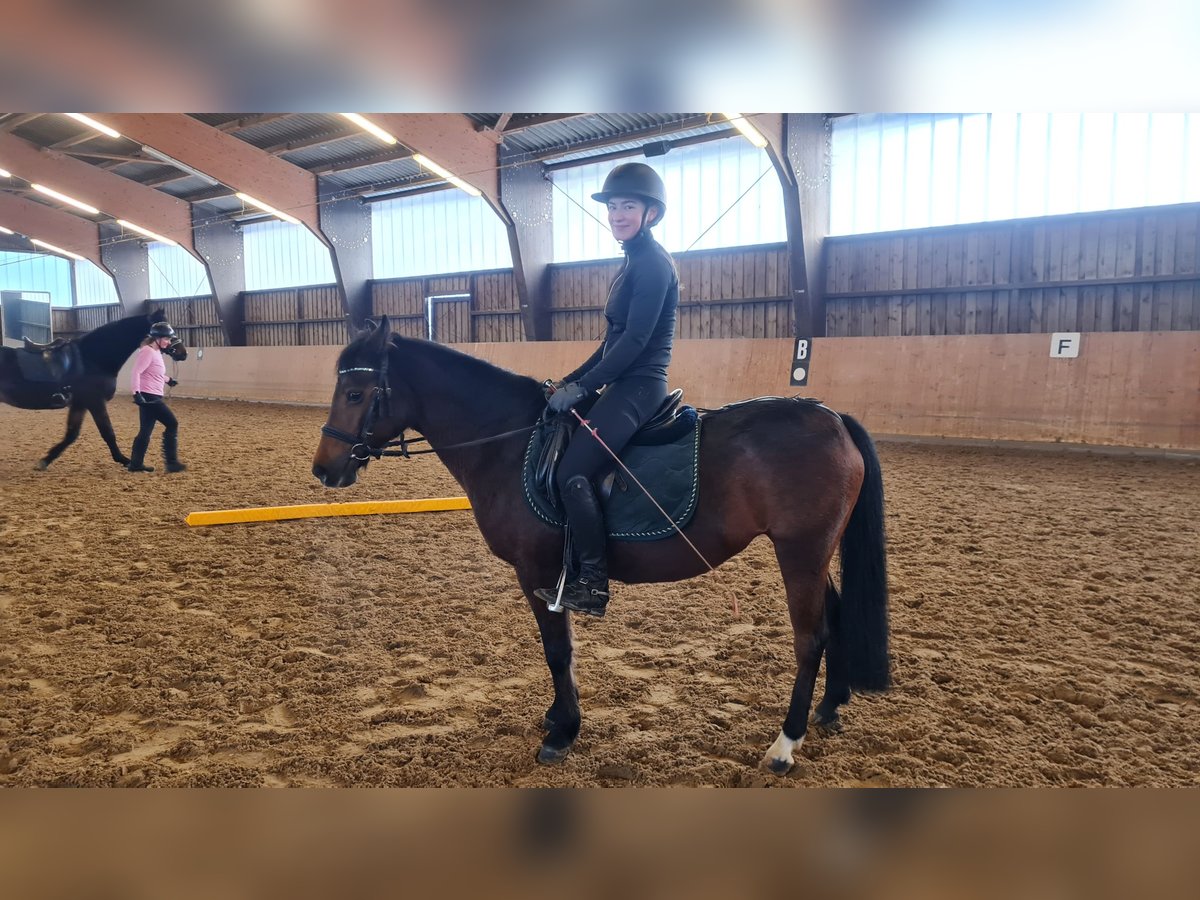 German Riding Pony Mare 17 years 13 hh Bay-Dark in Detmold