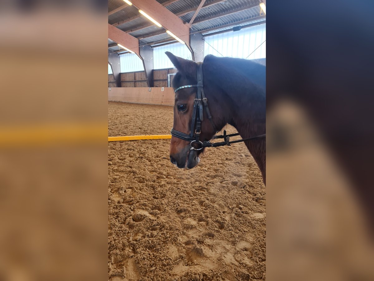 German Riding Pony Mare 17 years 13 hh Bay-Dark in Detmold