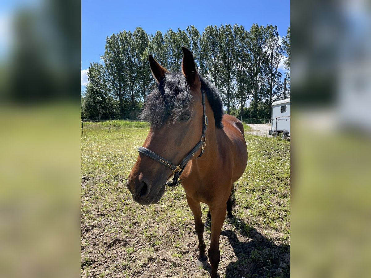 German Riding Pony Mare 17 years 14,2 hh Brown in Göttingen