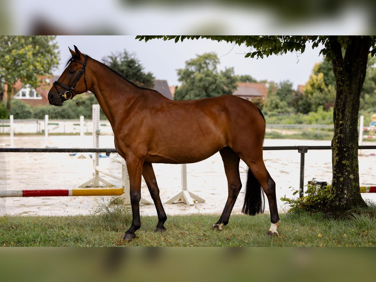 German Riding Pony Mare 17 years 14,1 hh Brown in Ascheberg
