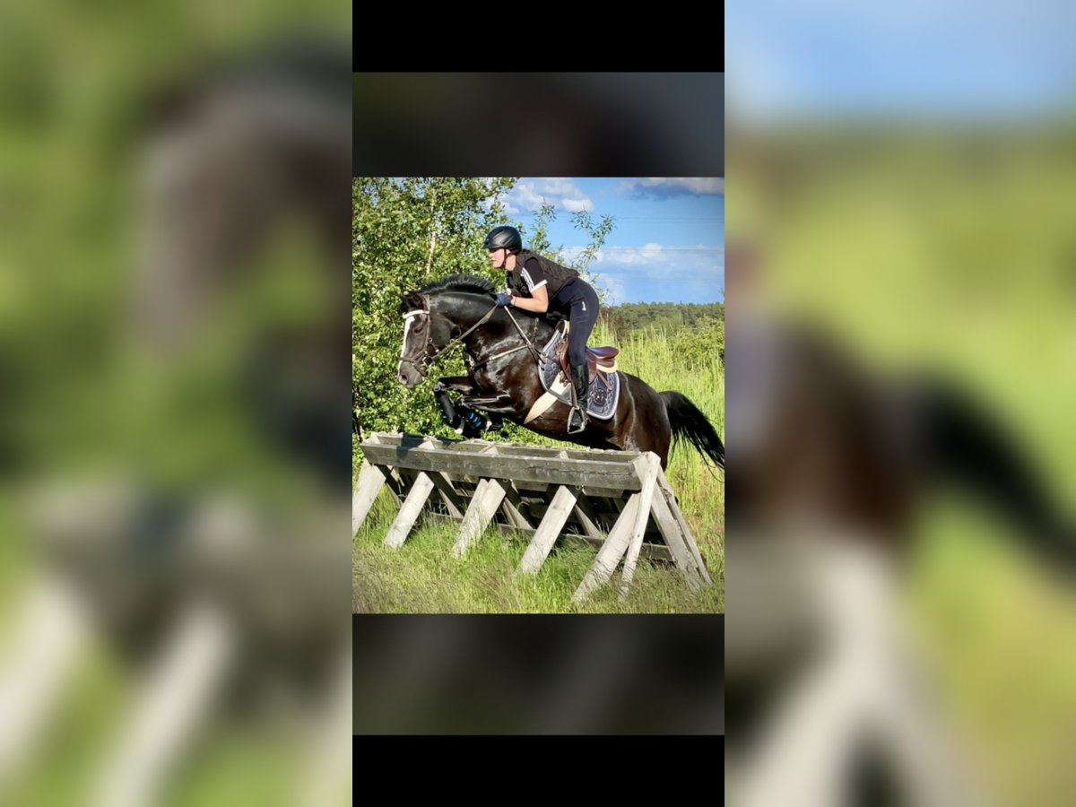 German Riding Pony Mare 18 years 14,2 hh Black in Teisnach