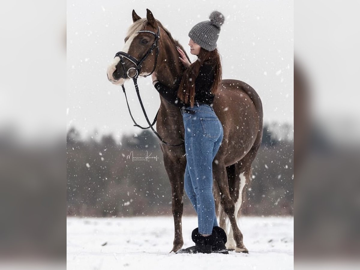 German Riding Pony Mix Mare 18 years 14 hh Chestnut in Norderstedt