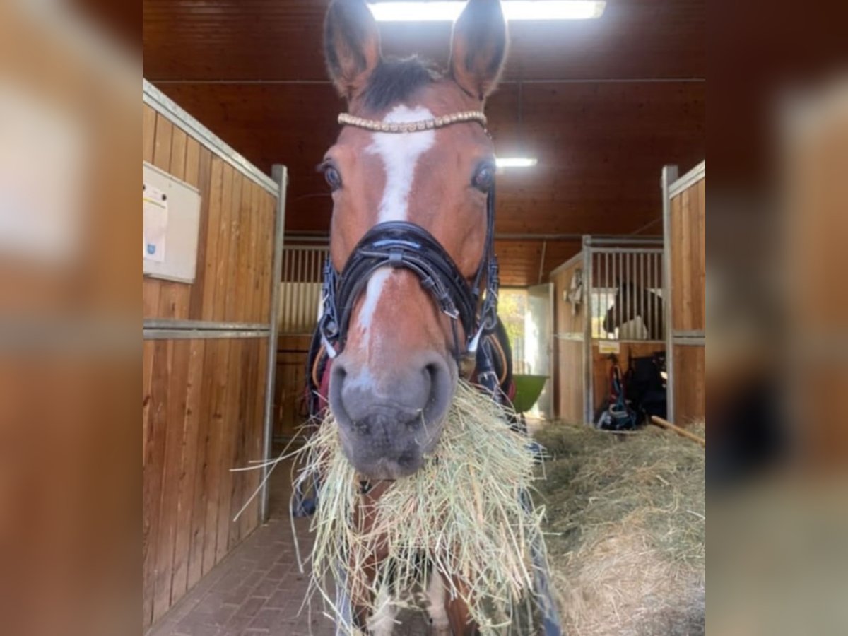 German Riding Pony Mare 18 years 14,2 hh Brown in Himberg