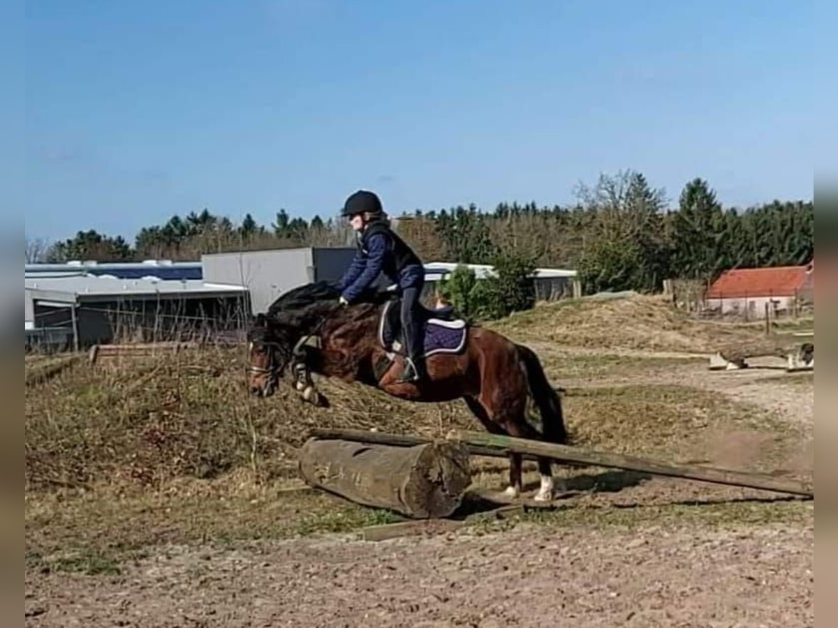 German Riding Pony Mare 19 years 13,1 hh Brown in Ritterhude