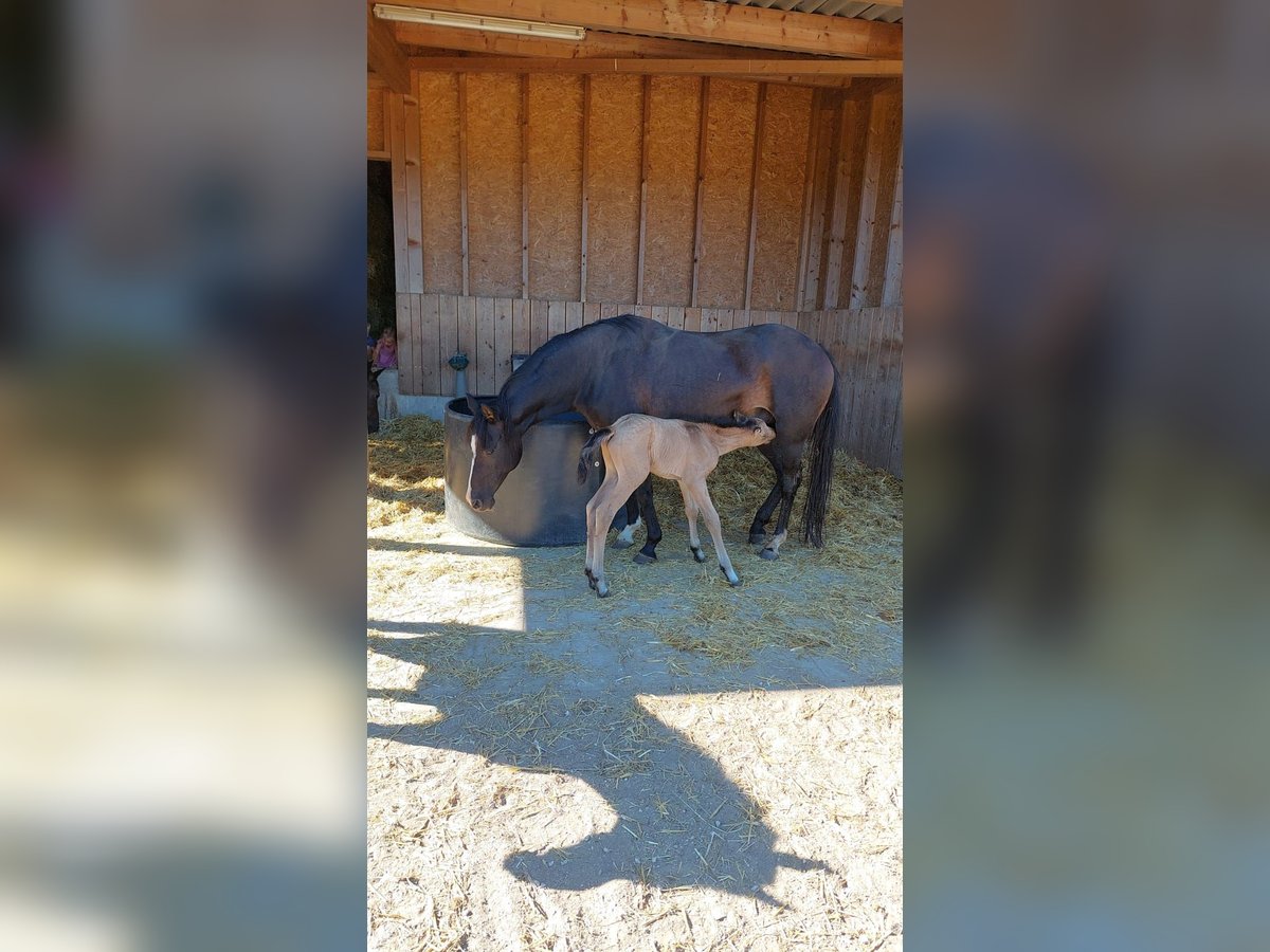 German Riding Pony Mare 19 years 13,2 hh Brown in Gunzenhausen