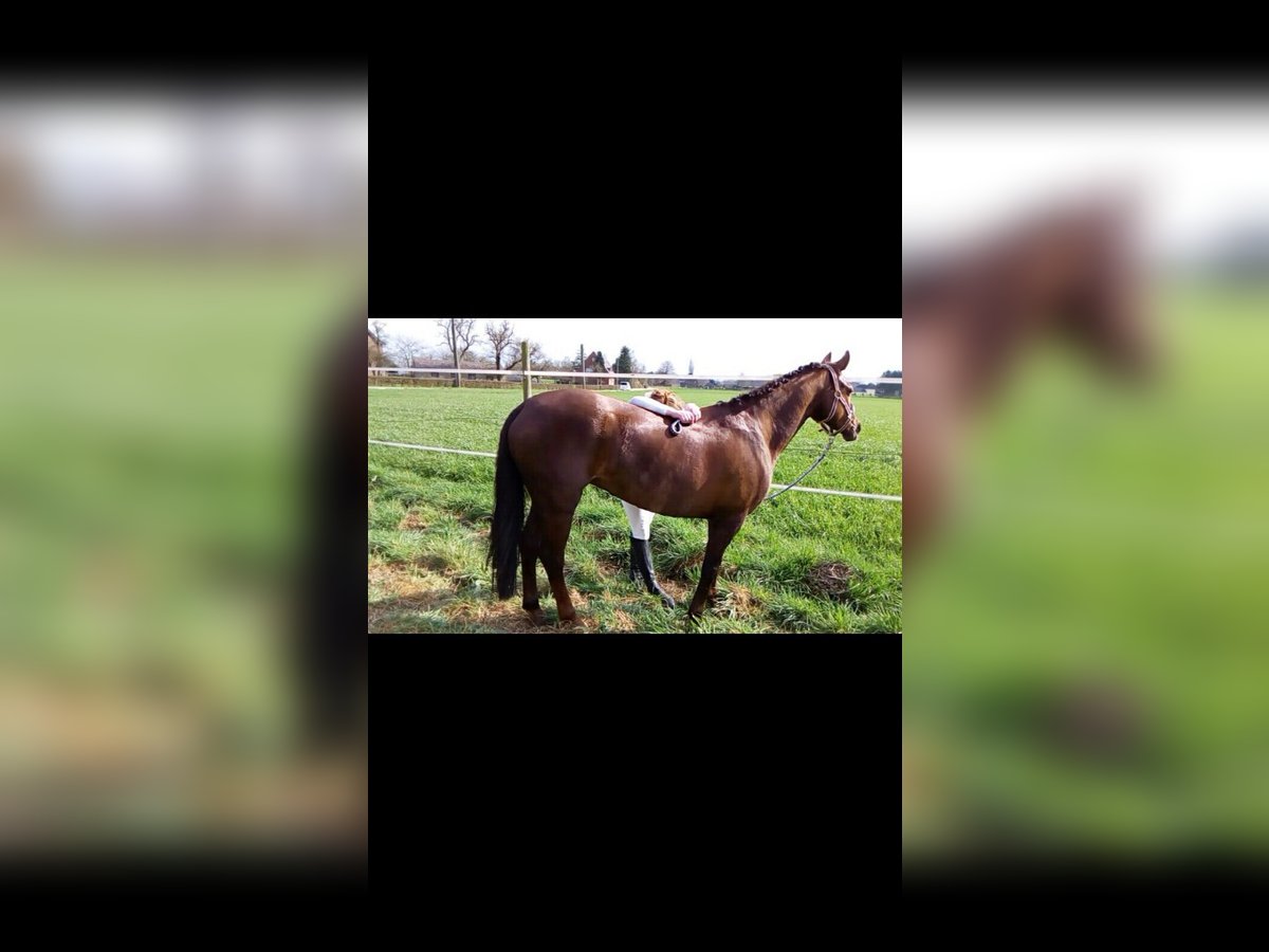 German Riding Pony Mare 19 years 14 hh Chestnut-Red in Mettmann