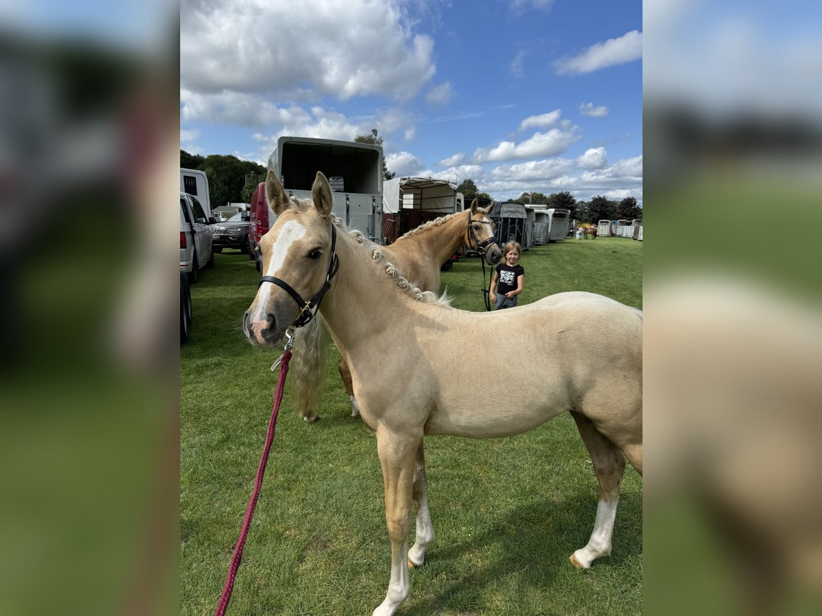 German Riding Pony Mare 1 year 10 hh Palomino in Stakendorf