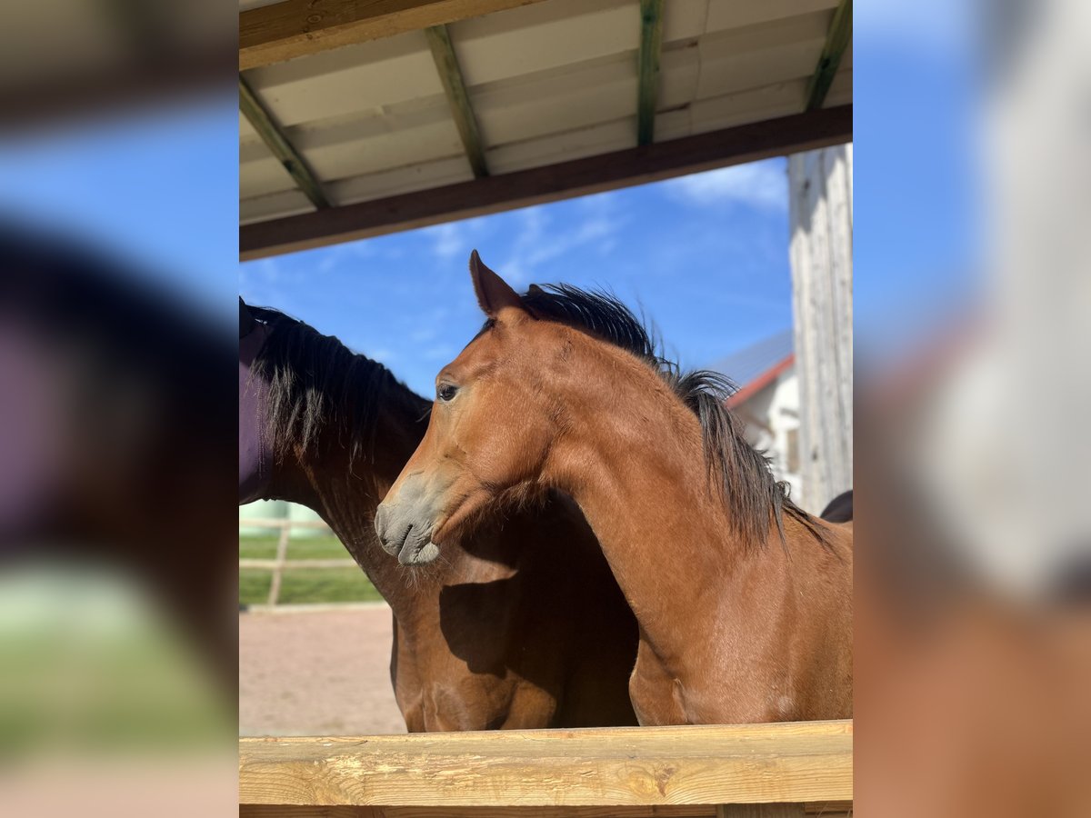 German Riding Pony Mare 1 year 12,2 hh Brown in NusplingenNusplingen