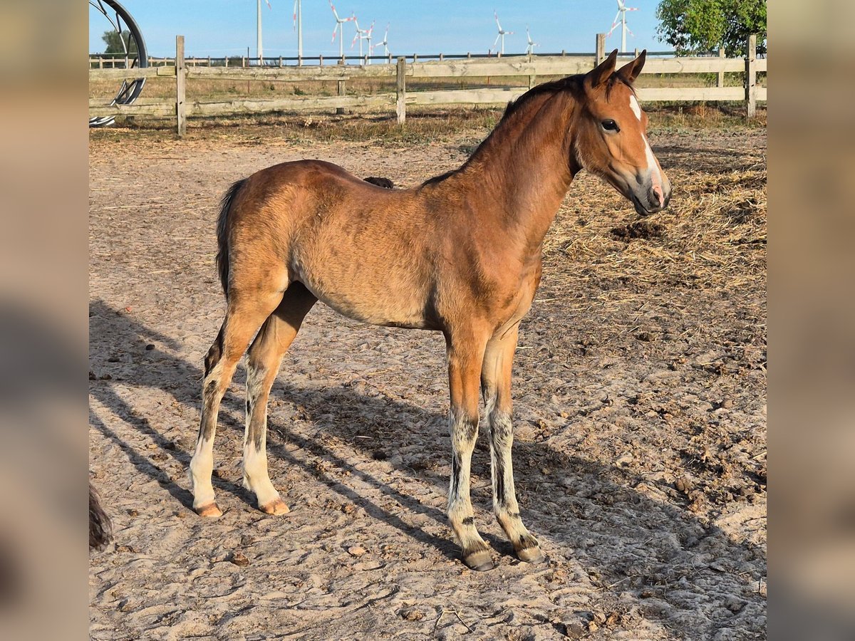 German Riding Pony Mare 1 year 14,1 hh Brown in Friedland