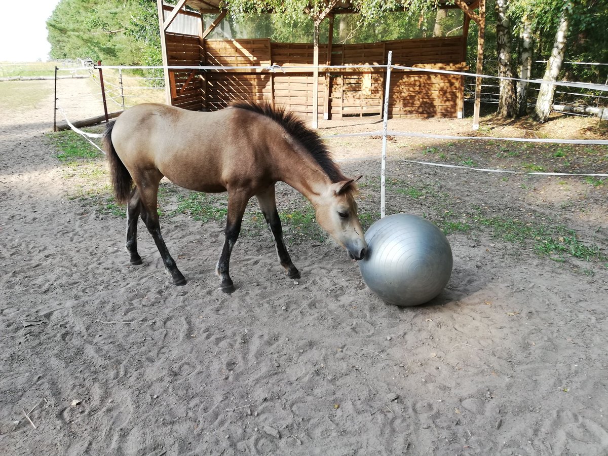 German Riding Pony Mare 1 year 14,1 hh Buckskin in Beelitz