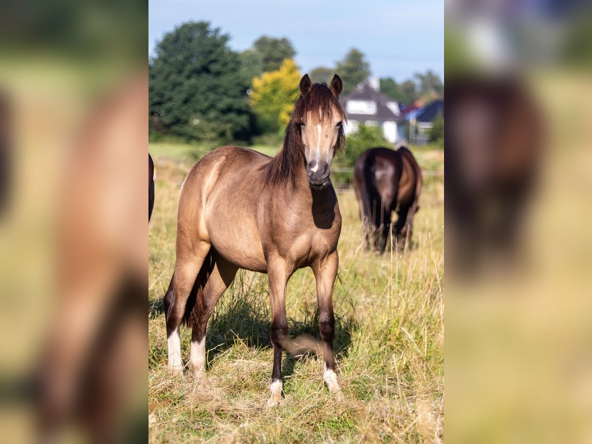 German Riding Pony Mare 1 year 14,2 hh Buckskin in Hohenlockstedt