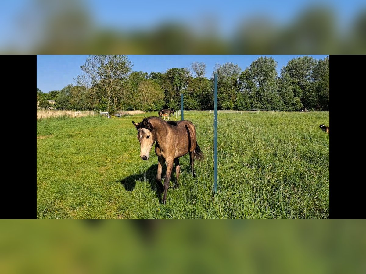 German Riding Pony Mare 1 year 14 hh Buckskin in Geestland