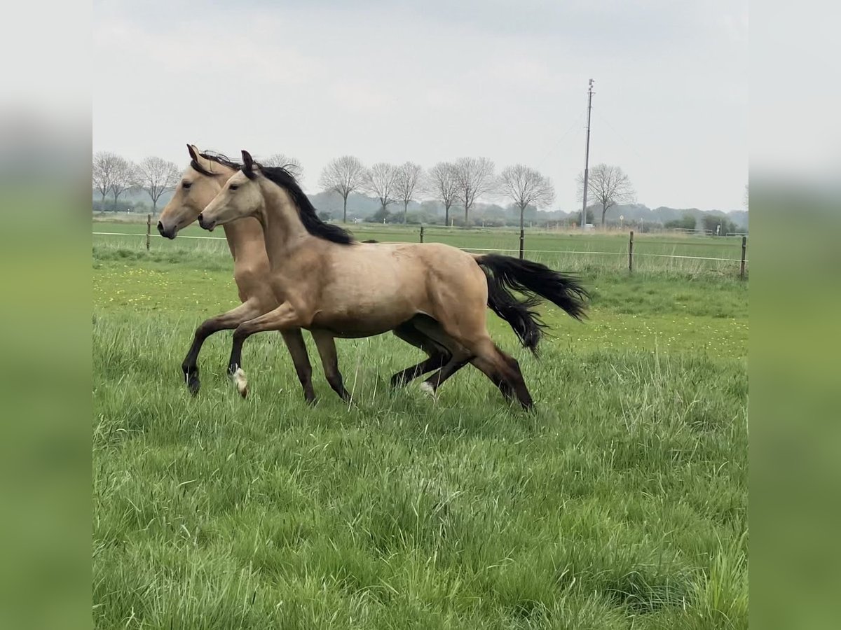 German Riding Pony Mare 1 year 14,2 hh Buckskin in Achim