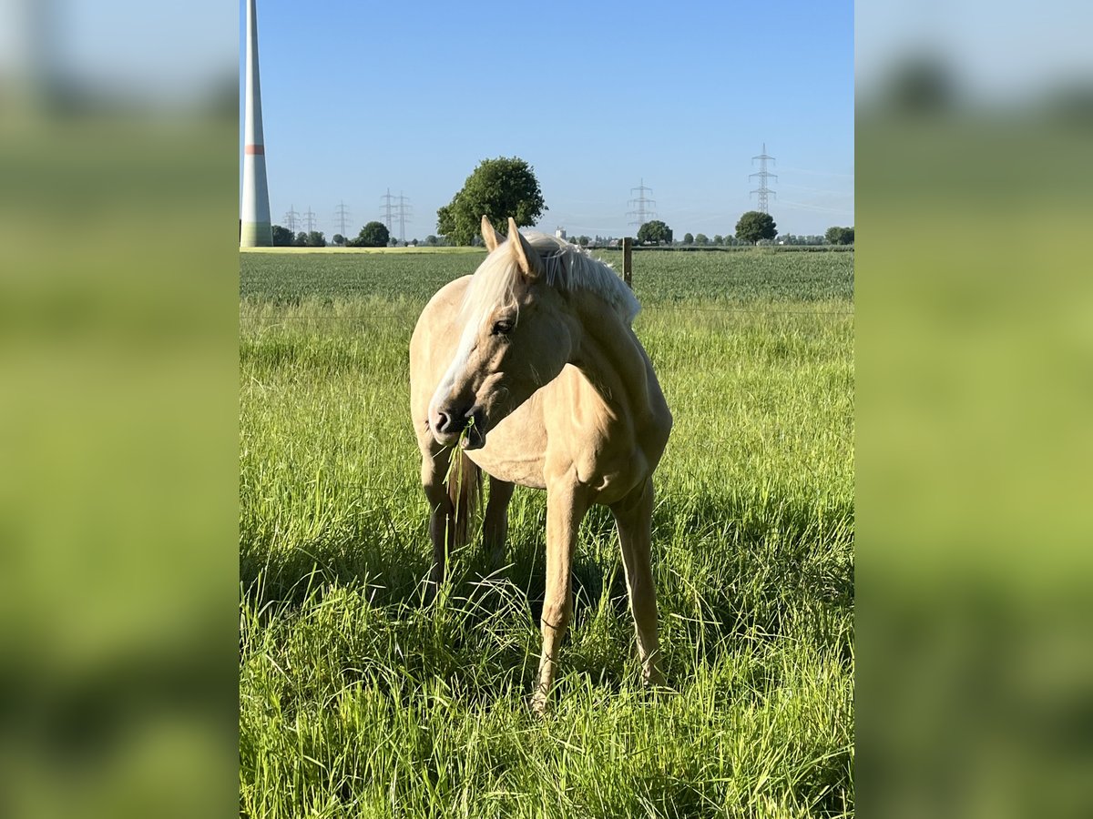 German Riding Pony Mare 1 year 14,2 hh Dunalino in Neuss