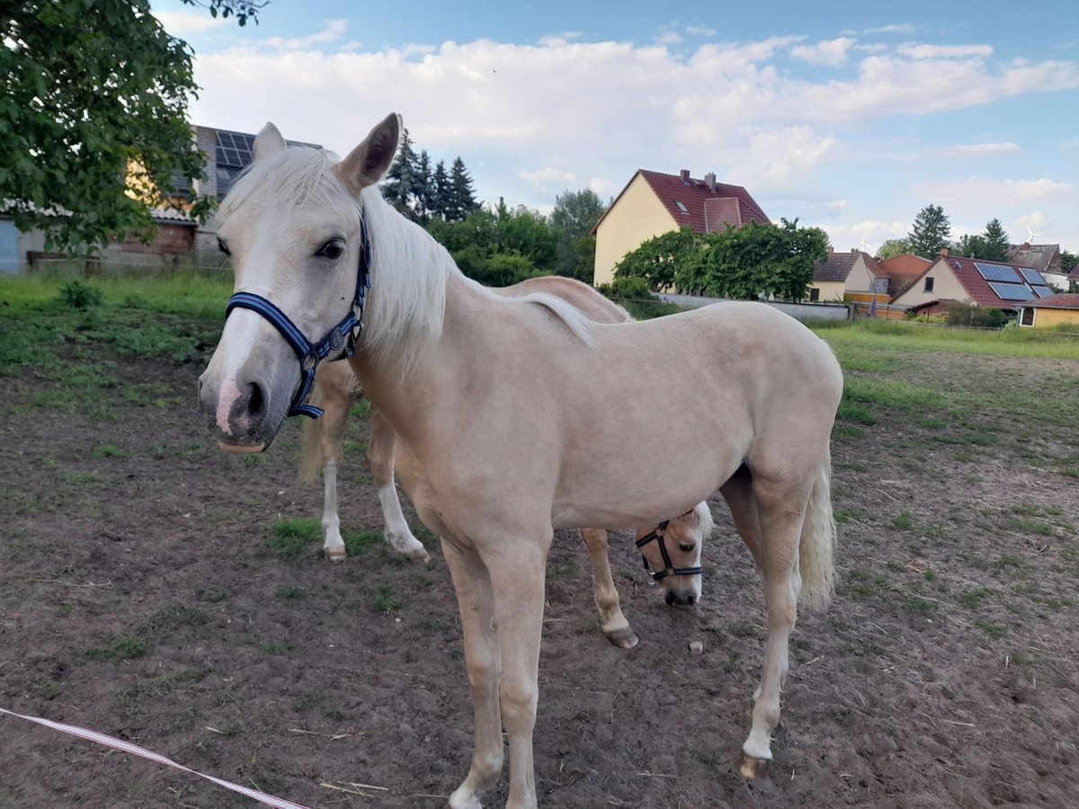 German Riding Pony Mare 1 year 14,2 hh Palomino in Prettin