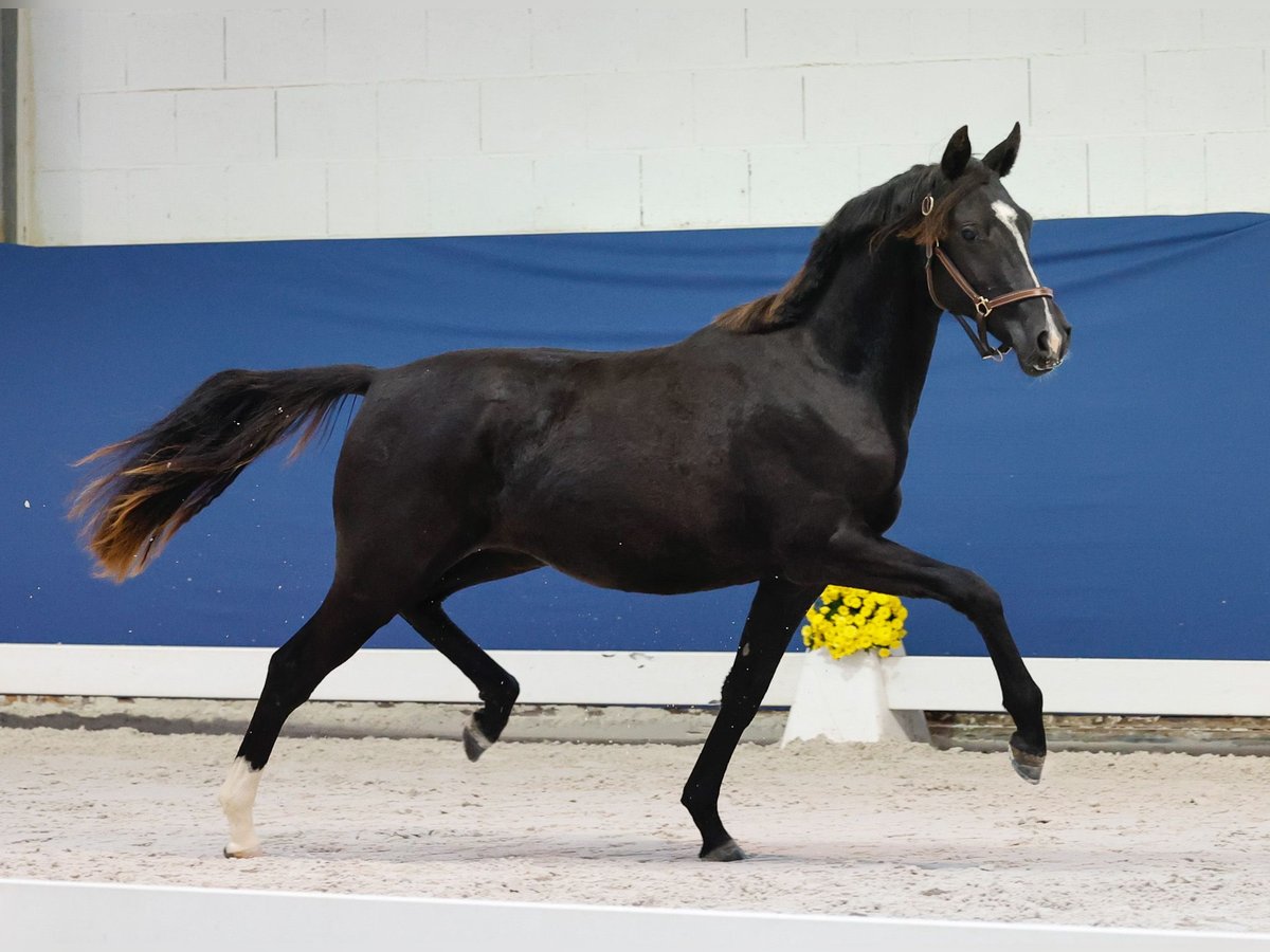 German Riding Pony Mare 1 year Black in Marsberg