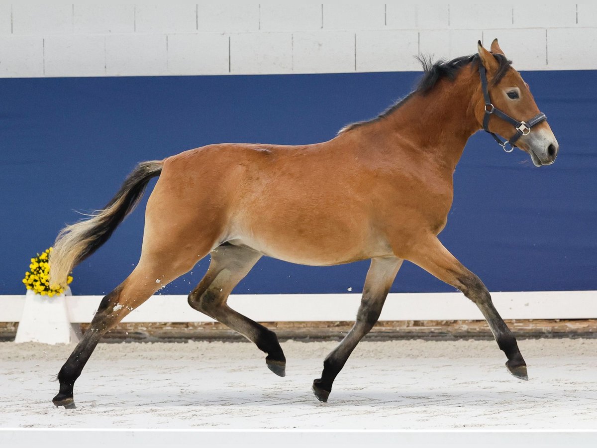 German Riding Pony Mare 1 year Brown in Marsberg