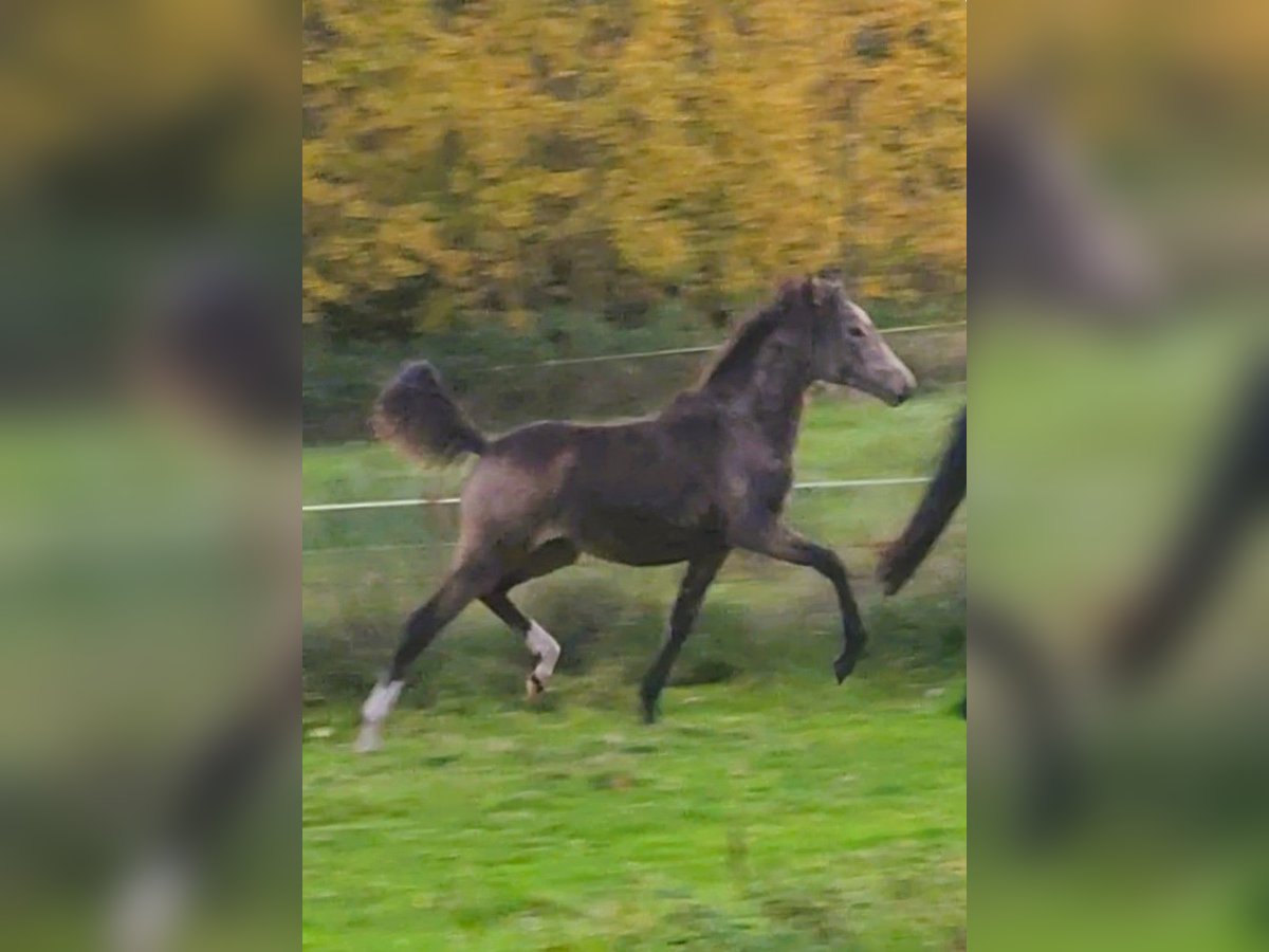 German Riding Pony Mare 1 year Buckskin in Dodow