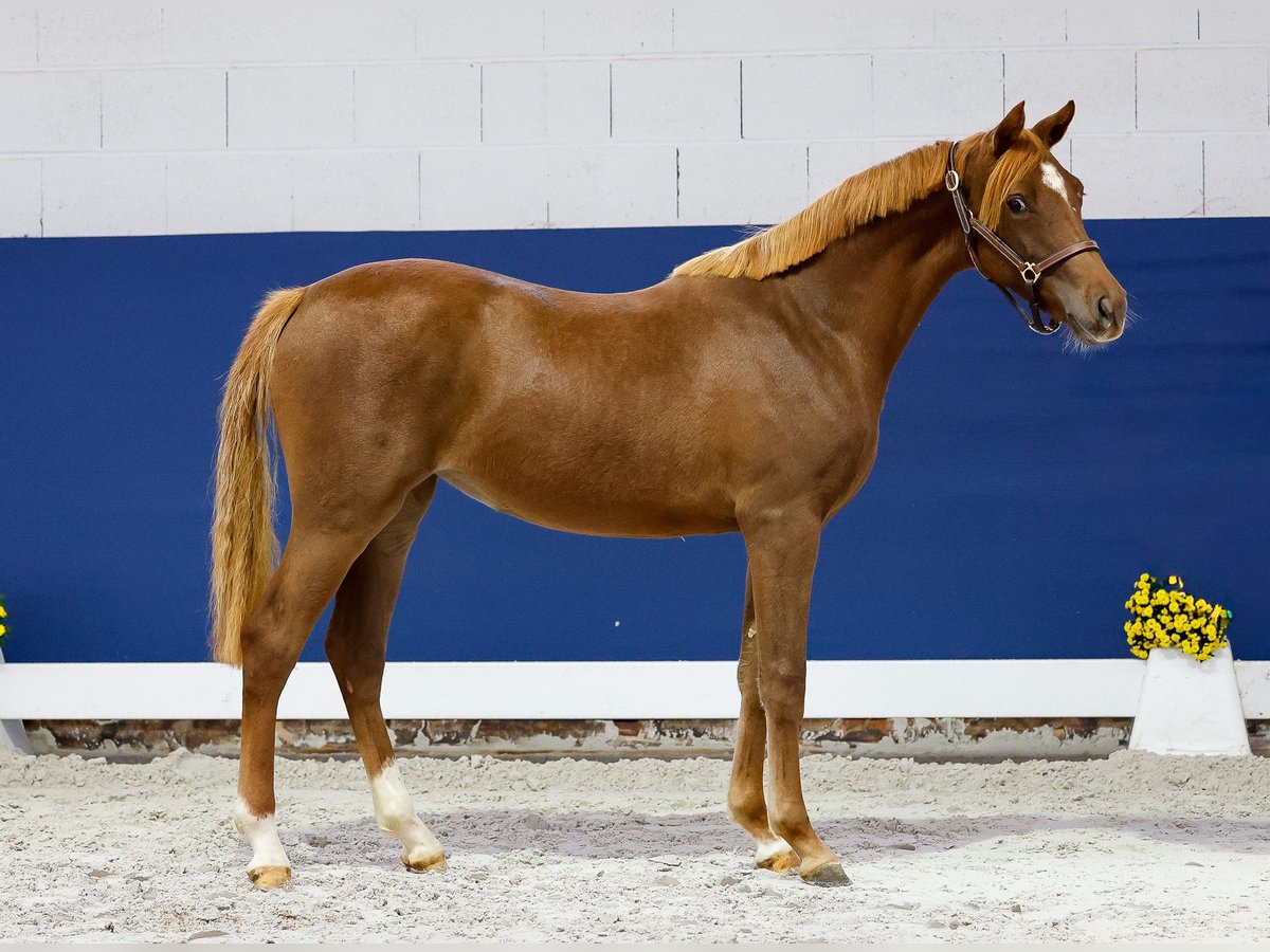 German Riding Pony Mare 1 year Chestnut-Red in Marsberg