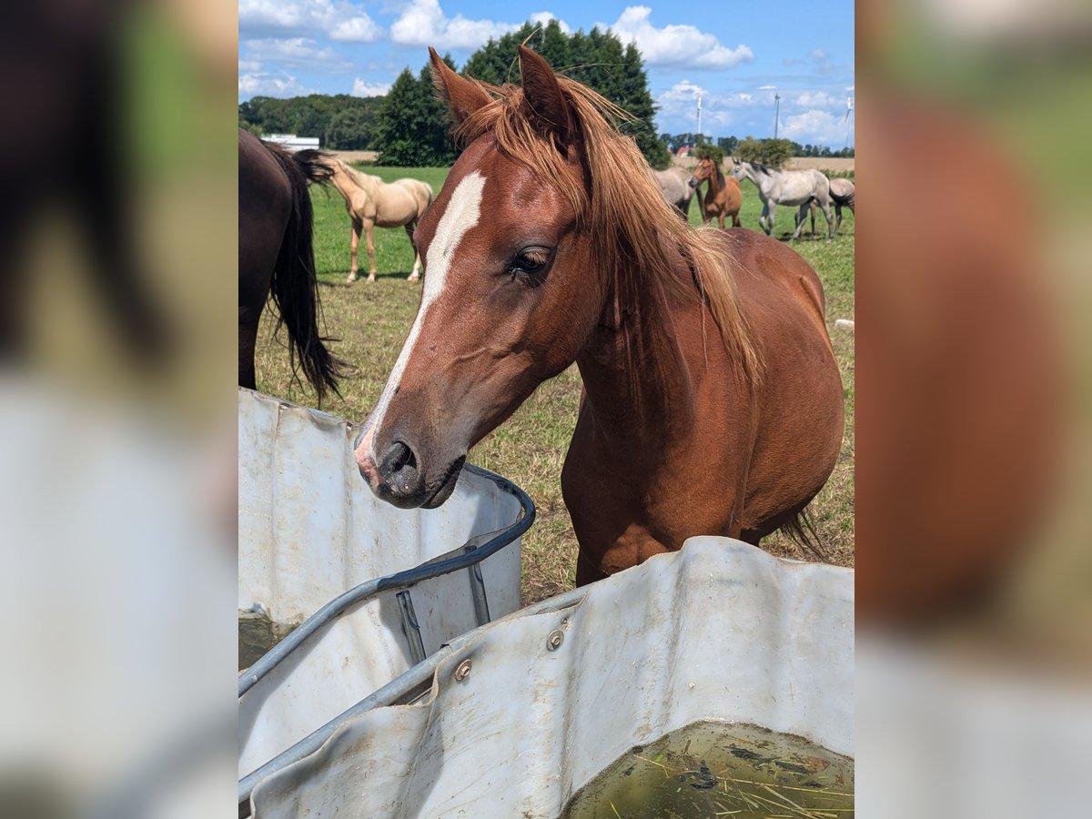 German Riding Pony Mare 1 year Chestnut-Red in Libbesdorf