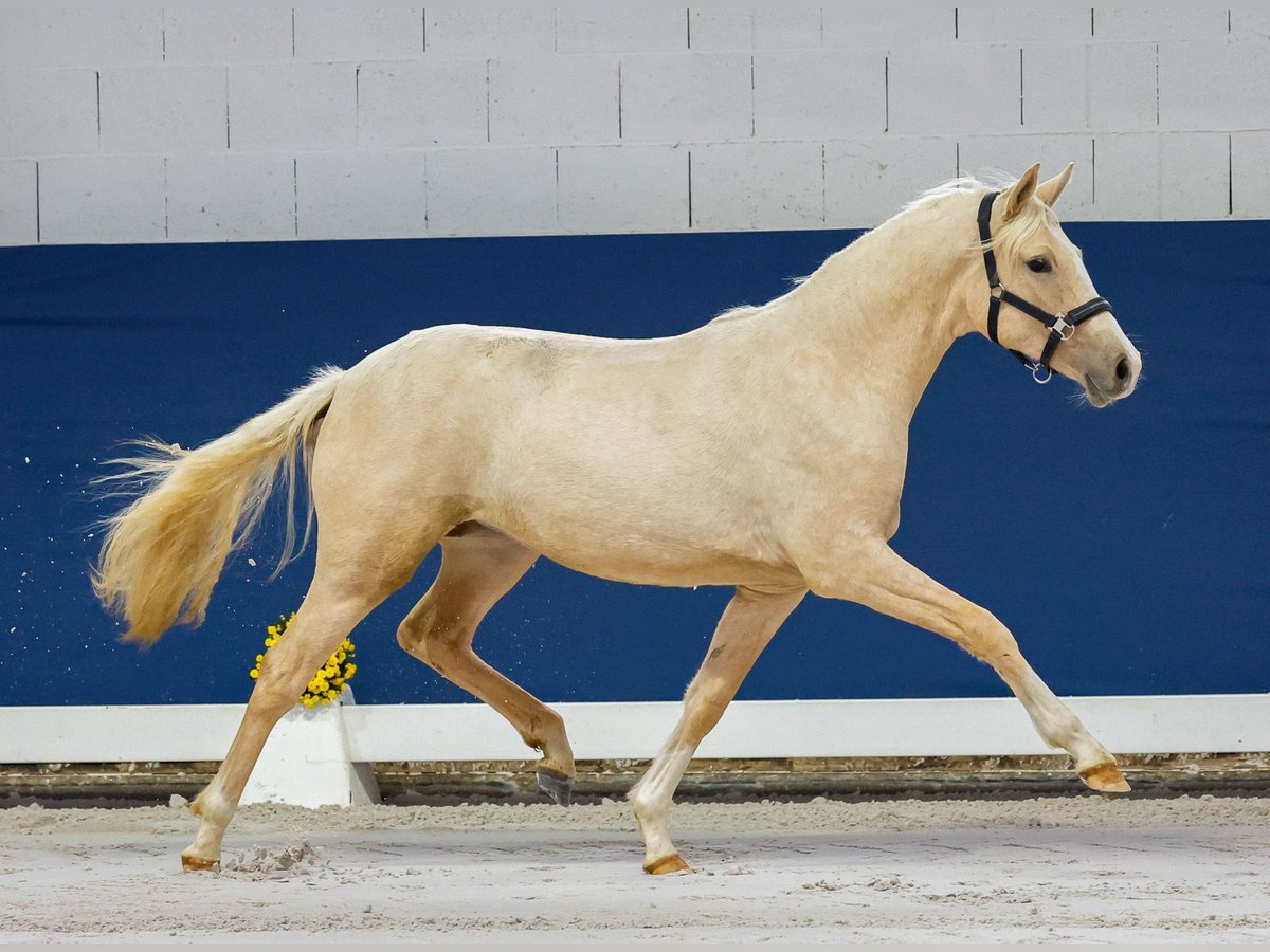 German Riding Pony Mare 1 year Palomino in Marsberg
