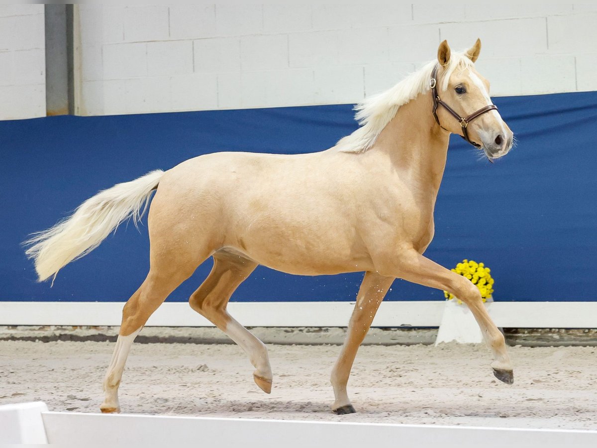 German Riding Pony Mare 1 year Palomino in Marsberg