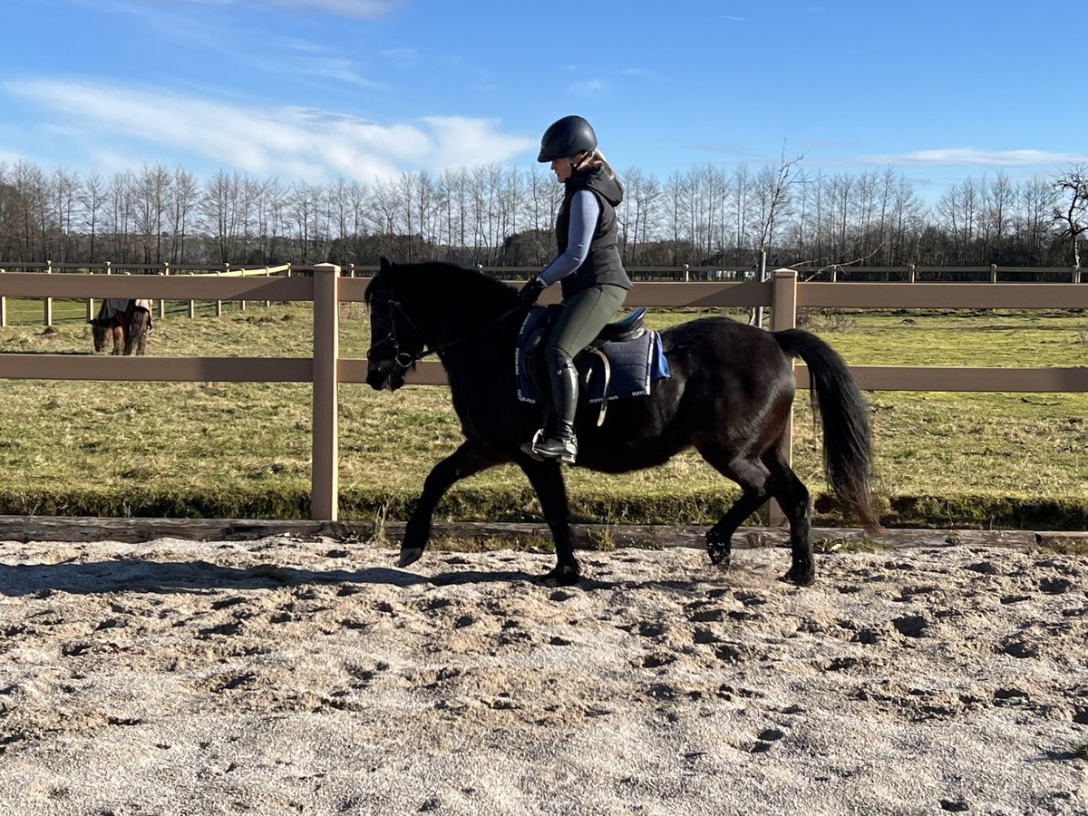 German Riding Pony Mare 21 years 13,1 hh Bay-Dark in Magdalenaberg